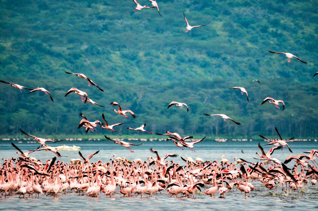 Thousands of flamingos massed on Lake Nakuru