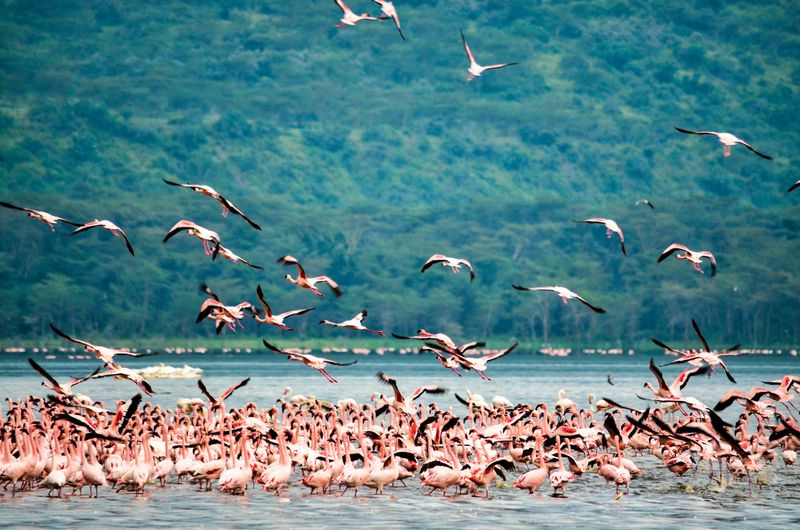 Thousands of flamingos massed on Lake Nakuru