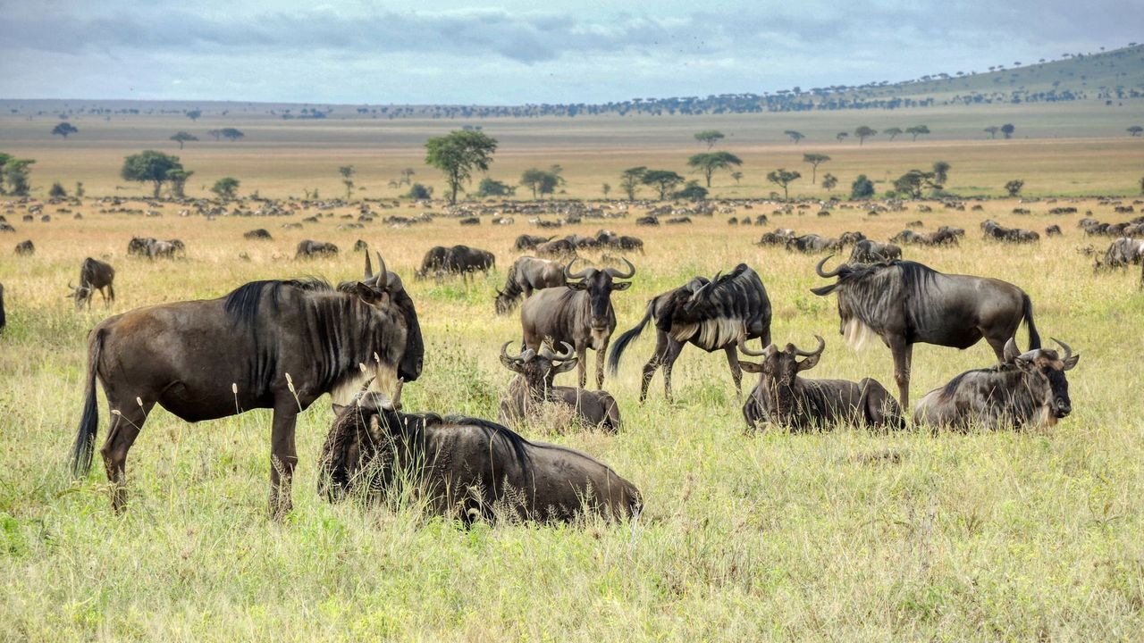 Wildebeest herds resting on the open savannah of the Maasai Mara