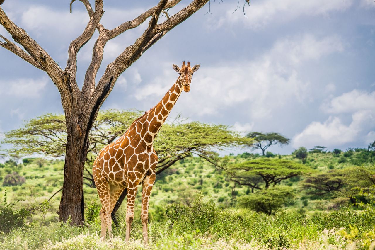 Reticulated giraffe beneath an acacia in Samburu