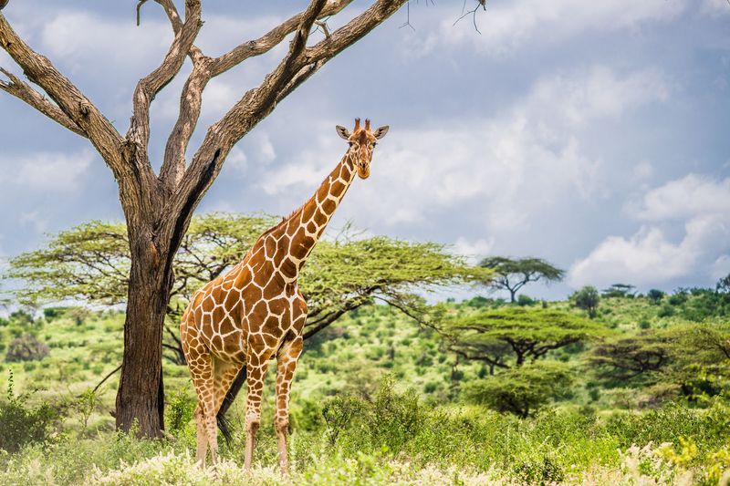 Reticulated giraffe beneath an acacia in Samburu