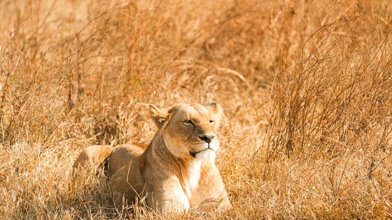 Lioness resting in the golden grasslands of Tsavo