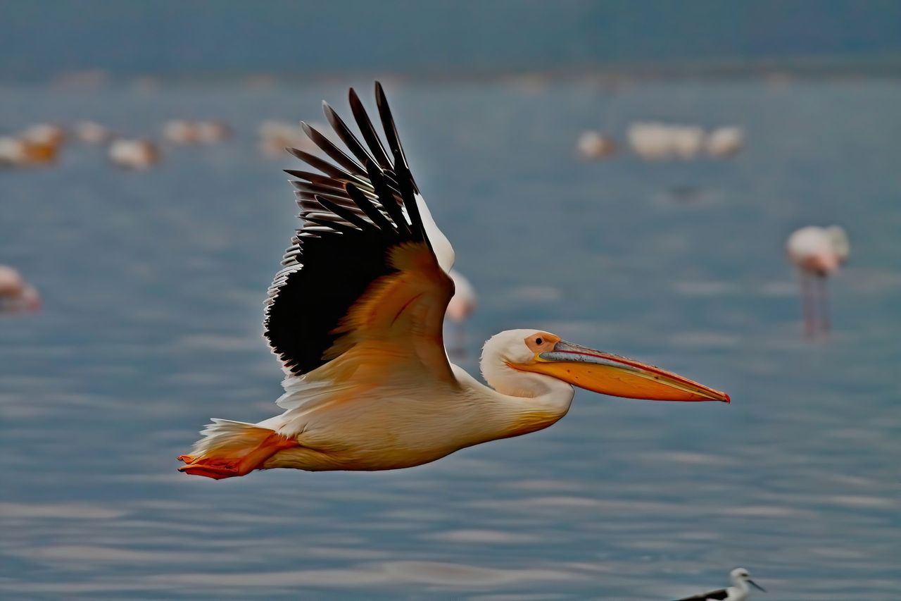 Great white pelican in flight over a Rift Valley lake