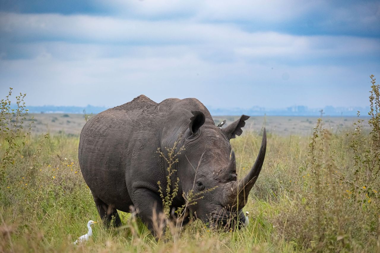 White rhino grazing with cattle egrets nearby