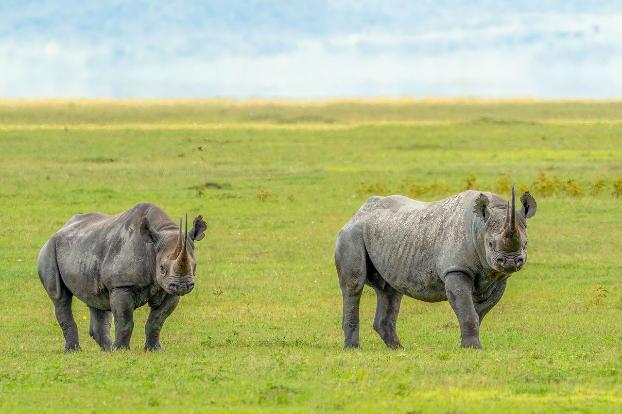 Two black rhinos on open green plains