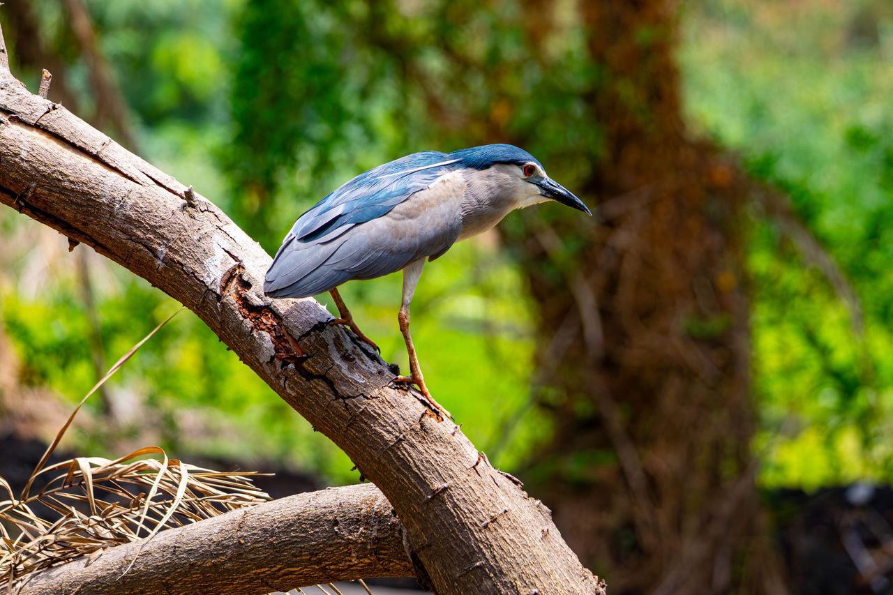 Hamerkop perched on a dead branch
