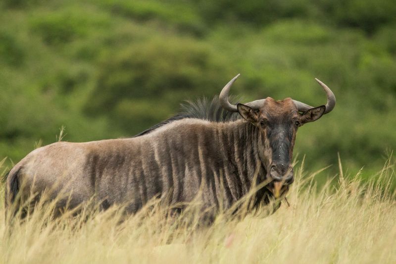 A wildebeest up close on a game drive