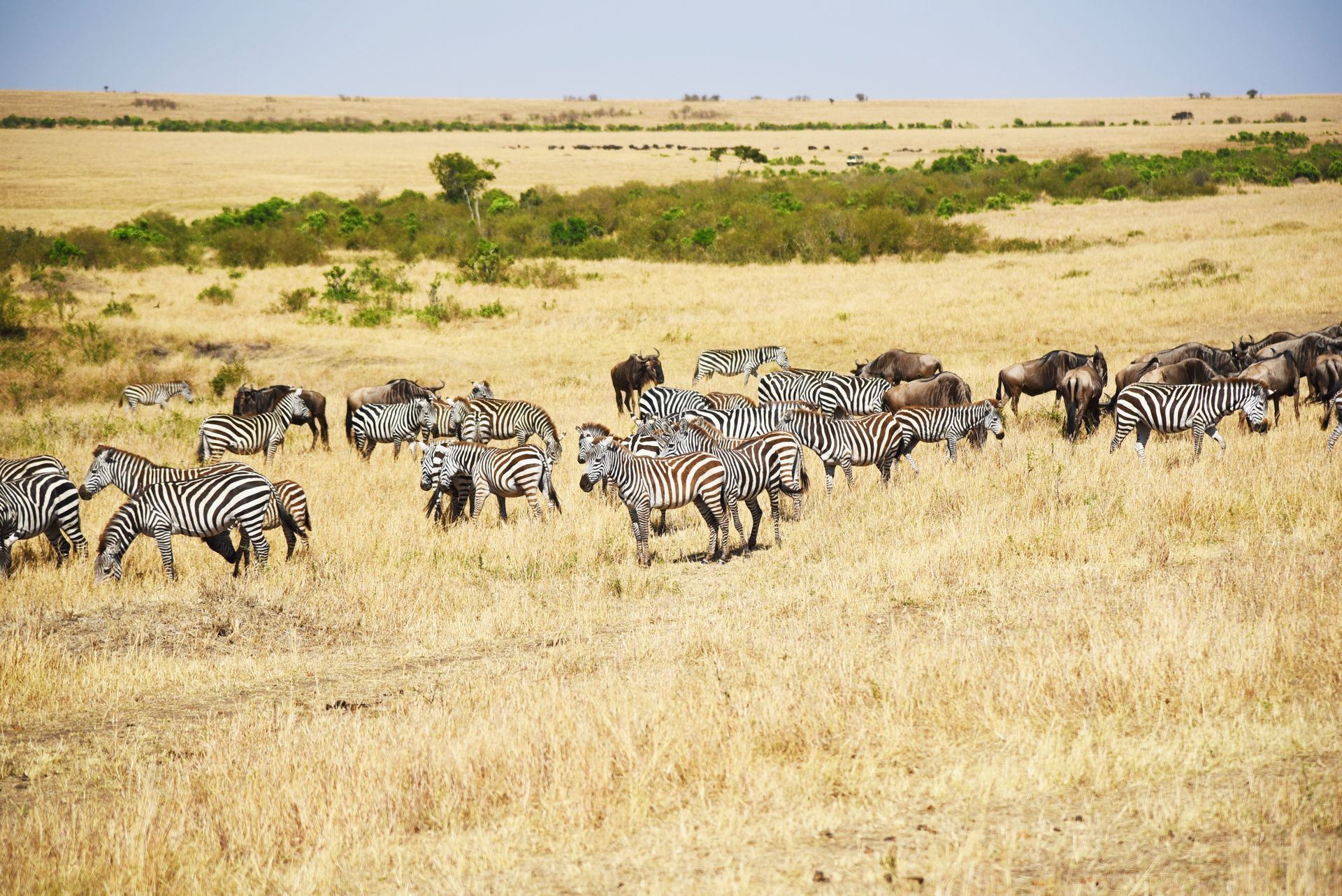 Zebra and wildebeest herds mixed on the plains