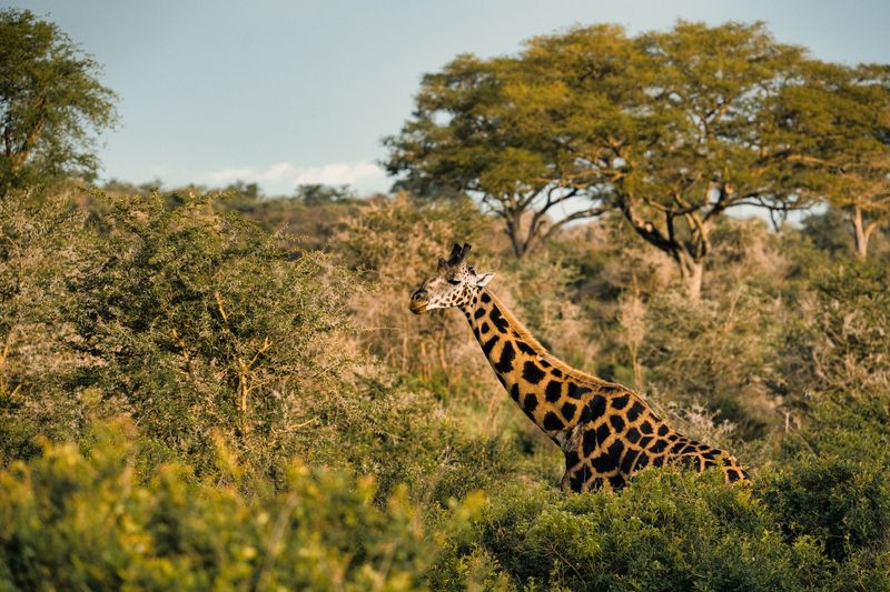 Giraffe among acacia scrub in golden morning light