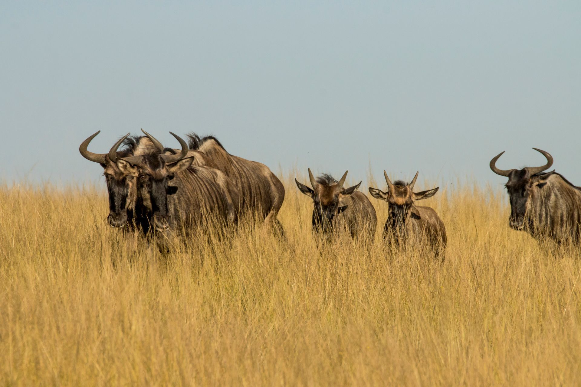 Wildebeest in tall golden grass at first light