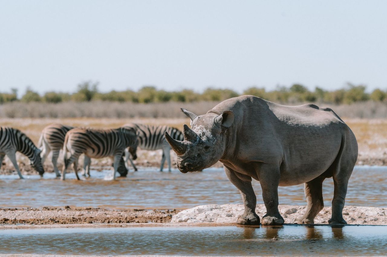 Black rhino and zebras sharing a waterhole