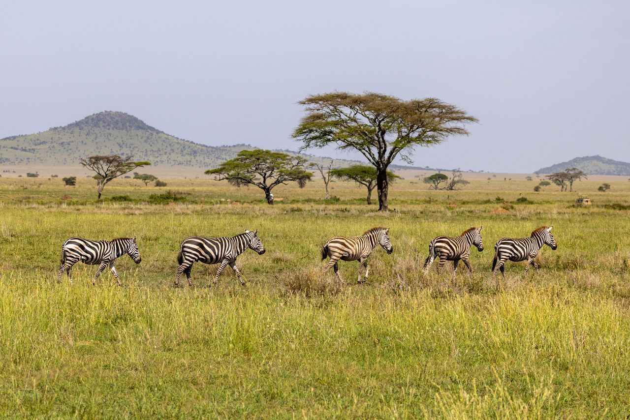 Zebras walking in line across the open savannah