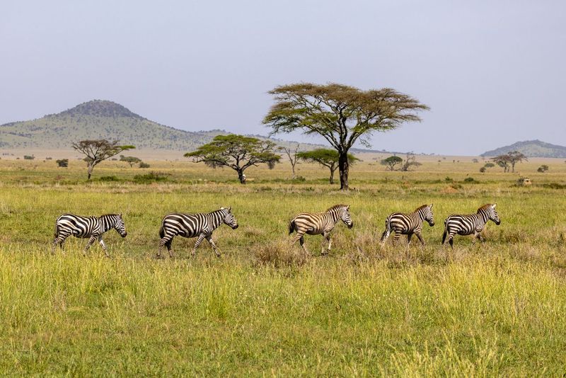 Zebras walking in line across the open savannah