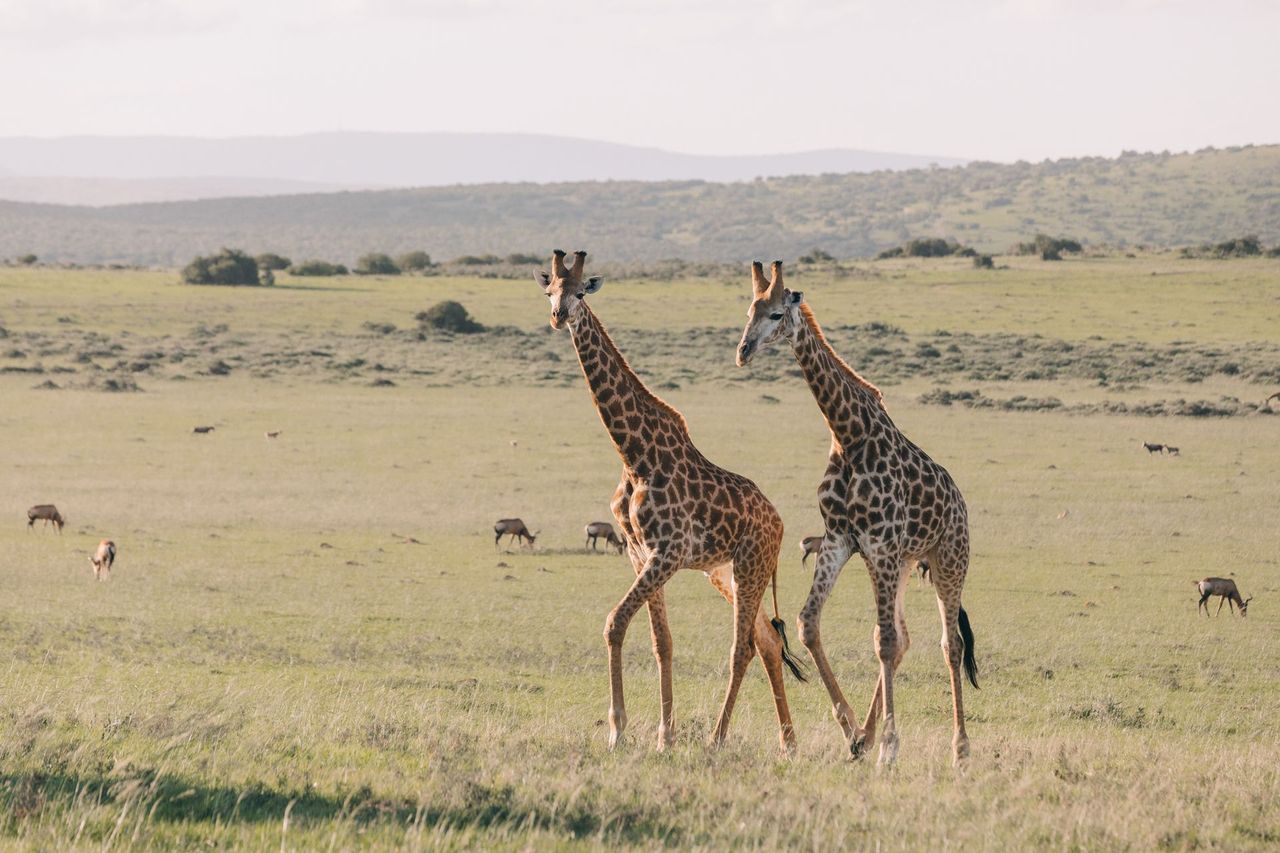 Two giraffes walking together across gentle plains