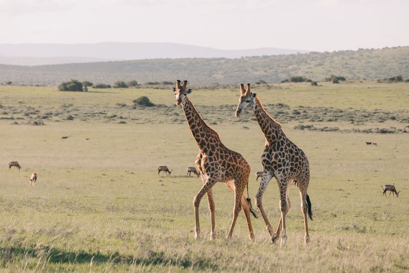 Two giraffes walking together across gentle plains