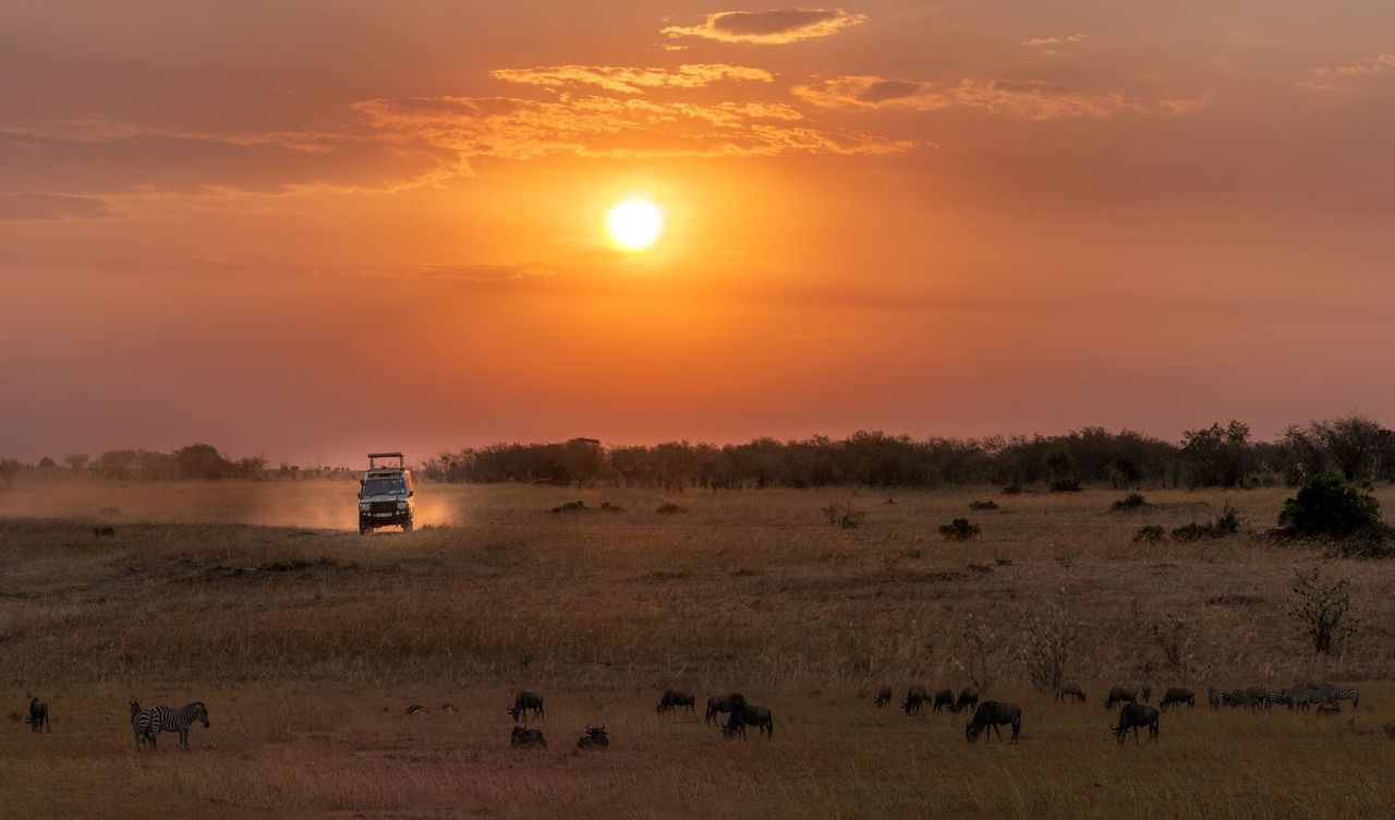 A safari vehicle on the savannah under a golden sunset