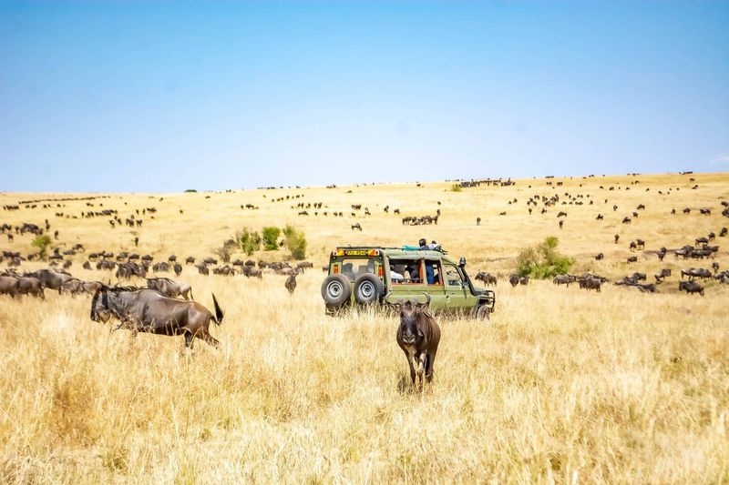 Wildebeest herds surrounding a safari vehicle during the Great Migration