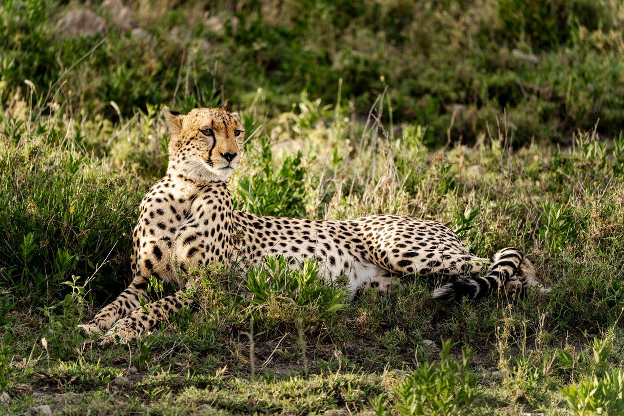 Cheetah at rest in beautiful light — a photographer’s moment
